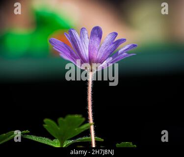 Primo piano di un fiore di anemone balcanico sullo sfondo sfocato Foto Stock