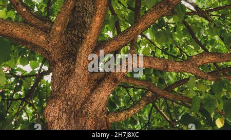 Vecchio tiglio con foglie verdi e rami lunghi Foto Stock