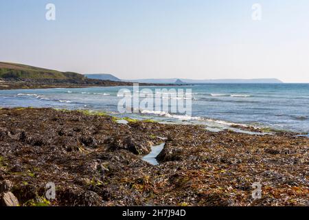 Una spiaggia vuota di Towan a bassa marea, con ampi letti di alghe esposte: Roseland Peninsula, Cornovaglia, Regno Unito Foto Stock