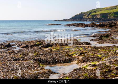 Una spiaggia vuota di Towan a bassa marea, con ampi letti di alghe esposte: Roseland Peninsula, Cornovaglia, Regno Unito Foto Stock