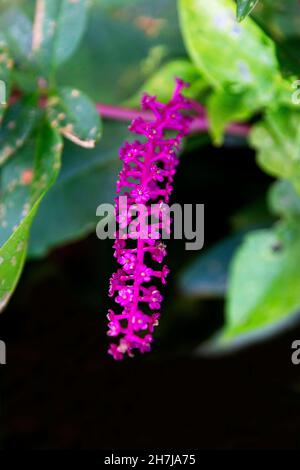 Piccolo fiore, Azzorre Foto Stock