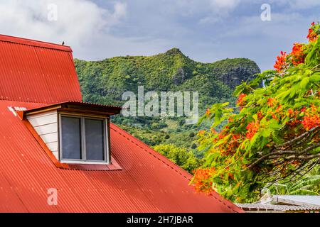 Arancione tetto Verde Mountiain Rosso Flame albero Delonix Regia Royal Poinciana Verde foglie Campagna Moorea Tahiti Polinesia Francese. Foto Stock