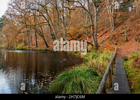 Tenuta 'Eerde' in autunno con gli splendidi alberi di colore giallo oro e arancio come faggio e quercia, una riserva naturale vicino alla città di Ommen in Foto Stock