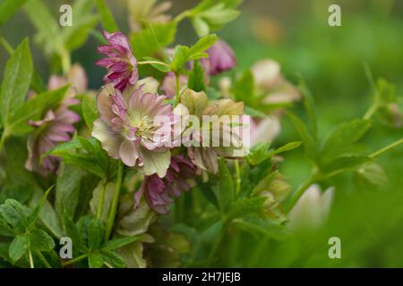 Helleborus niger in un giardino boscoso. Helleboro rosa in giardino in primavera. Rosa invernale o rosa natalizia Double Ellen Pink. Foto Stock