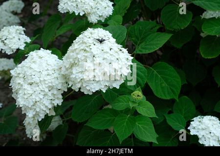 Hydrangea paniculata luce bianca in giardino in estate. Ortangea sferica giardino durante il periodo di fioritura. Cespuglio con piccoli fiori bianchi Foto Stock