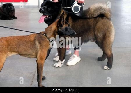 Primo piano Pastore belga e Akita americana. Spettacolo di cani. Animali domestici. Grandi cani marroni al guinzaglio con i loro proprietari. Foto Stock