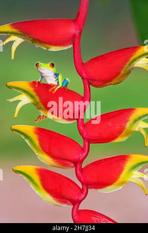 Rana ad occhio rosso (Agalichins callydria) su un fiore di Heliconia (Heliconoa stricta), Costa Rica Foto Stock