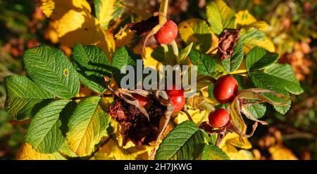 Un cespuglio di rose in autunno. Le belle grandi rose rosse della rosa rugosa. Le foglie hanno una superficie distintamente corrugata Foto Stock