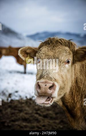 Bestiame bovino grigio di vacca in piedi all'aperto in un pascolo invernale nel giorno. Mucca che guarda la macchina fotografica che prende la sua lingua fuori. Foto di alta qualità Foto Stock