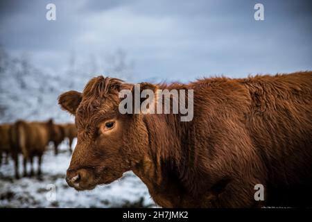 Bestiame bovino grigio di vacca in piedi all'aperto in un pascolo invernale nel giorno. Mucca guardando il ritratto della macchina fotografica nella neve d'inverno. Foto di alta qualità Foto Stock