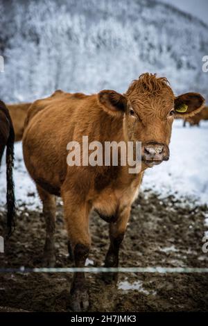 Bestiame bovino grigio di vacca in piedi all'aperto in un pascolo invernale nel giorno. Mucca guardando il ritratto della macchina fotografica nella neve d'inverno. Foto di alta qualità Foto Stock