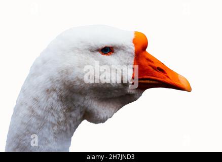 Foto di un'oca diffidente quando una persona si avvicina Foto Stock