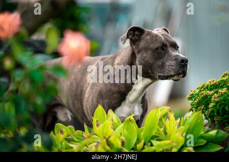 pitbull giocare nel giardino di una casa di famiglia Foto Stock