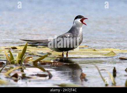 Tern comune (Sterna hirundo) Foto Stock