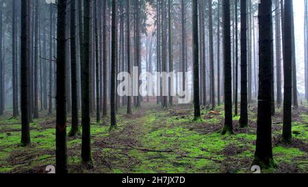 Una foto di alberi in un bosco Foto Stock