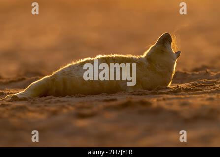 Un cucciolone grigio (Halichoerus grypus) retroilluminato contro la luce del mattino presto, Norfolk Foto Stock