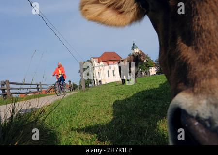 Ciclista e vacca di fronte alla Wieskirche, Steingaden, Pfaffenwinkel, alta Baviera, Baviera, Germania Foto Stock