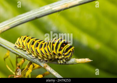 Primo piano di un bruco farfalla Monarch che si alimenta sulle foglie. Foto Stock