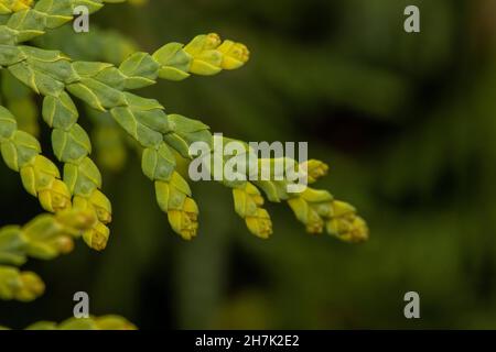 Foglie verdi di Thuja con boccioli di fiori o coni giovani Foto Stock