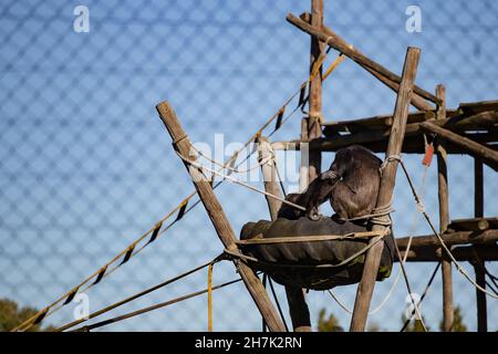 Scimpanzé nero su un parco giochi in legno in cattività Foto Stock