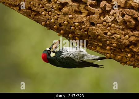 Acorn Woodpecker (Melanerpes formicivorus) Sacramento County California USA Foto Stock