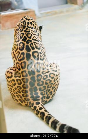 Leopardo pantera padus kotiya bestia in una roccia Foto Stock