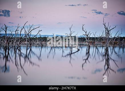 Alba nella foresta allagata, Lily Creek Lagoon, Kununurra, Australia Occidentale, Australia. Foto Stock