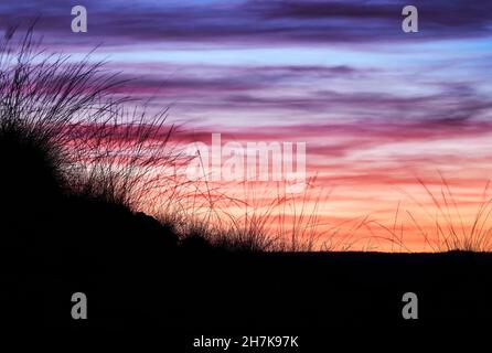 Le erbe selvatiche si staglia contro il cielo del tramonto nell'Outback Australia. Foto Stock