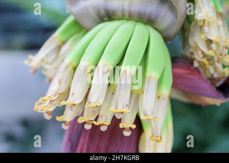 Un bouquet di banane verdi nel giardino banane piantate su alberi concetto di giardinaggio agricolo primo piano di banane verdi su un albero crescente. Foto Stock