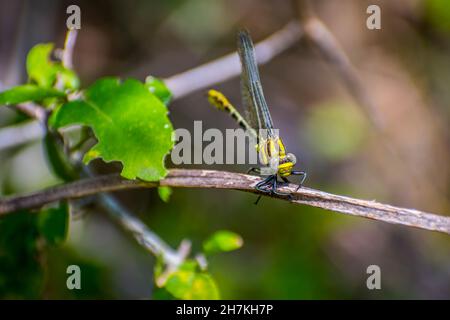 Un ritratto di una libellula comune sulla parte superiore di un ramo in Welasco Foto Stock