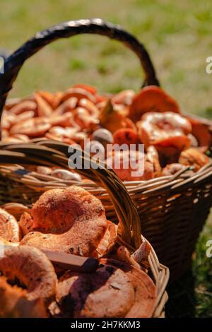 Cesti riempiti di funghi di pino nella foresta durante la giornata di sole Foto Stock