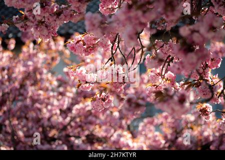Vista dettagliata dei ciliegi in fiore, Monaco, Baviera, Germania, Europa Foto Stock