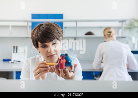 Ricercatore che ricerca sul modello anatomico del cuore sul posto di lavoro Foto Stock