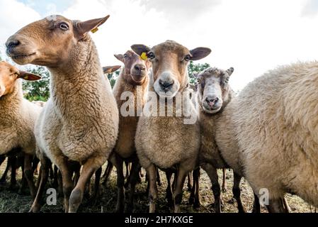 Gregge di pecore Coburger Fuchsschaf in piedi all'aperto Foto Stock