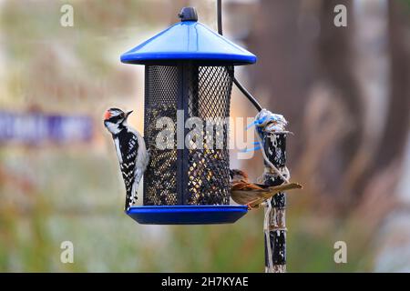 Woodpecker femminile con ornamento rosso Long Island New York Foto Stock