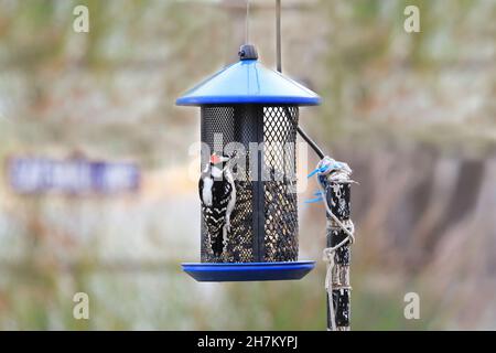 Woodpecker femminile con ornamento rosso Long Island New York Foto Stock