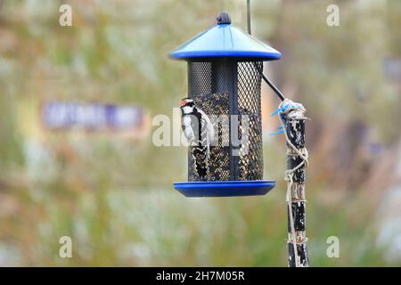 Woodpecker femminile con ornamento rosso Long Island New York Foto Stock