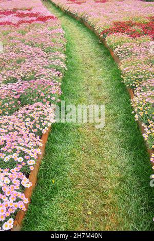 Percorso attraverso il taglio in fiore, Genova, Liguria, Italia, Europa Foto Stock