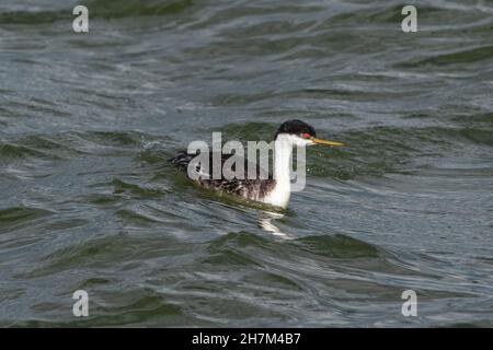 Un Grebe occidentale con arancio brillante alla base del suo disegno di legge, nuotando su un'onda in un lago turbolento e agitato. Foto Stock