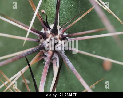 Macro di Saguaro Cactus Spikes Foto Stock