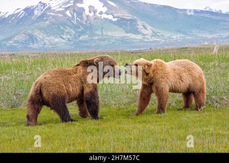 Alaska Peninsula Brown Bears Ritual di accoppiamento Foto Stock