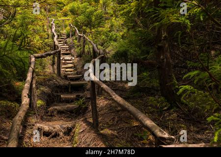 Un sentiero rustico con scalini nella rigogliosa foresta verde dell'isola delle Azzorre di Terceira Foto Stock