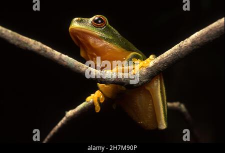 Primo piano di una rana arboricola australiana dagli occhi rossi (Litoria chloris) seduta su un rametto nel Daintree National Park, Queensland, Australia. Foto Stock