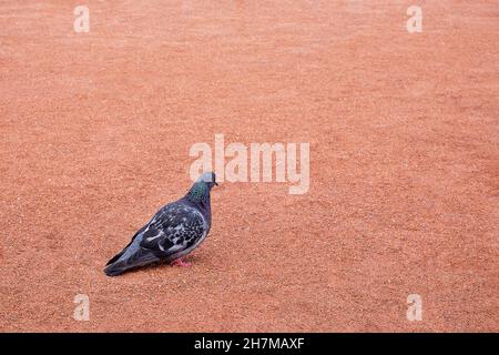 Il piccione della città per adulti si trova sulla sabbia rossa del sentiero del parco Foto Stock