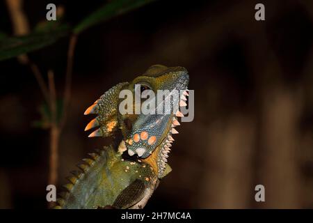 Drago forestale di Boyd (Lophosaurus boydii) ritratto di un fossile vivente, reliquia del Giurassico che regola la propria temperatura eguagliando quella di Foto Stock