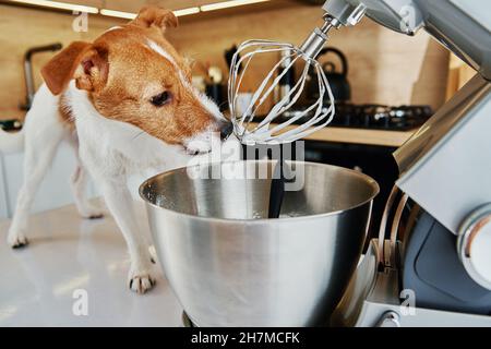 Frusta del miscelatore elettrico della cucina del cazzo del cane. Animale domestico affamato Foto Stock