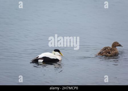 Oche facciabianca, Branta leucopsis nuoto su Jokulsarlon laguna glaciale in Islanda Foto Stock