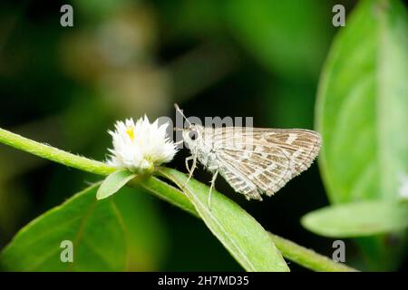 Piccola farfalla rapida, Pelopidas mathias, Satara, Maharashtra, India Foto Stock