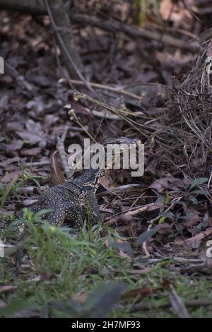 una lucertola monitor nel parco nazionale Foto Stock