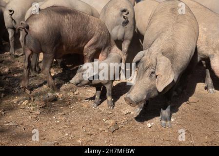 Un gruppo di suini iberici e un suino in azienda Foto Stock